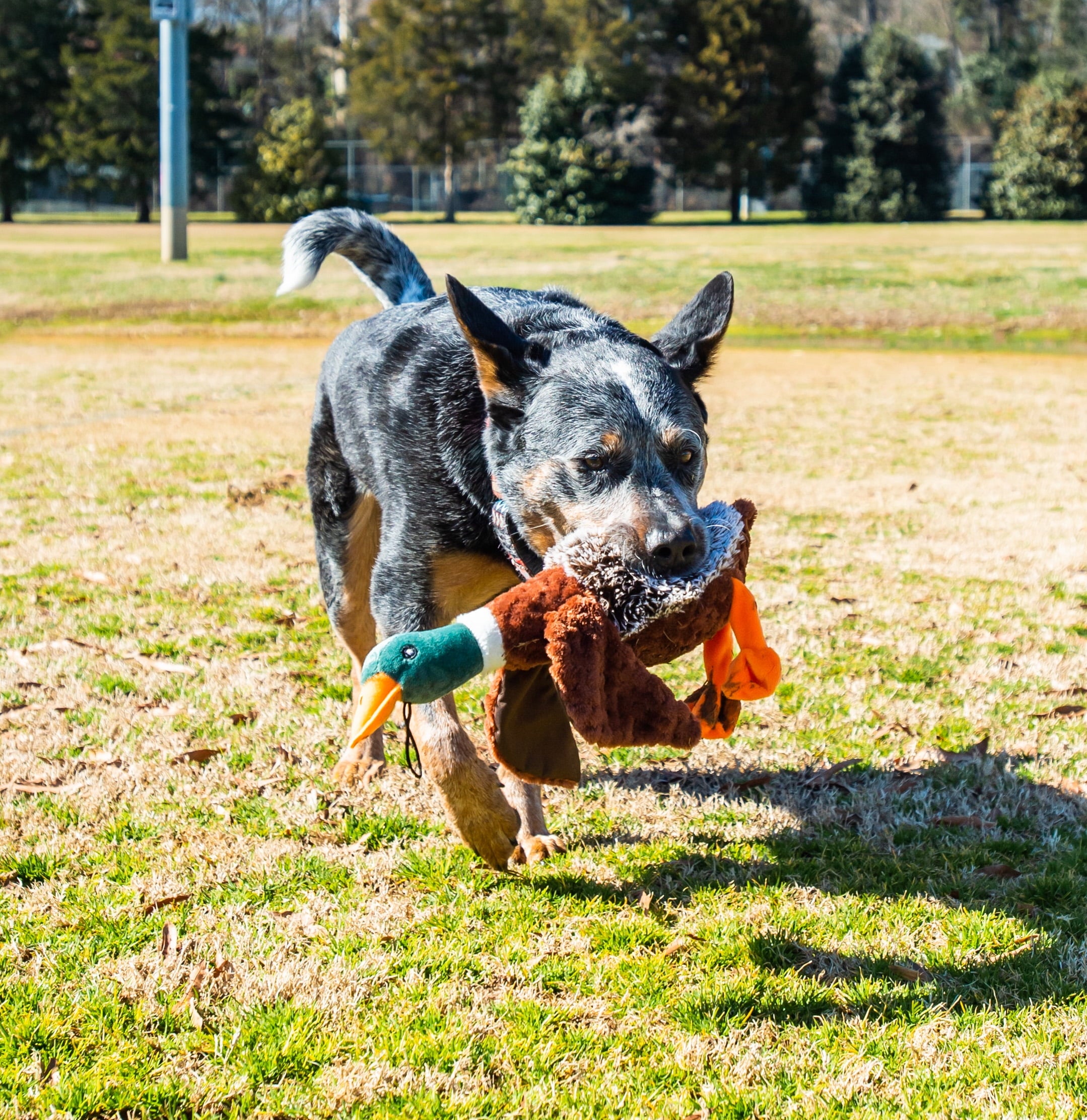 Plush Duck Dog Toy with Honker - Image 5