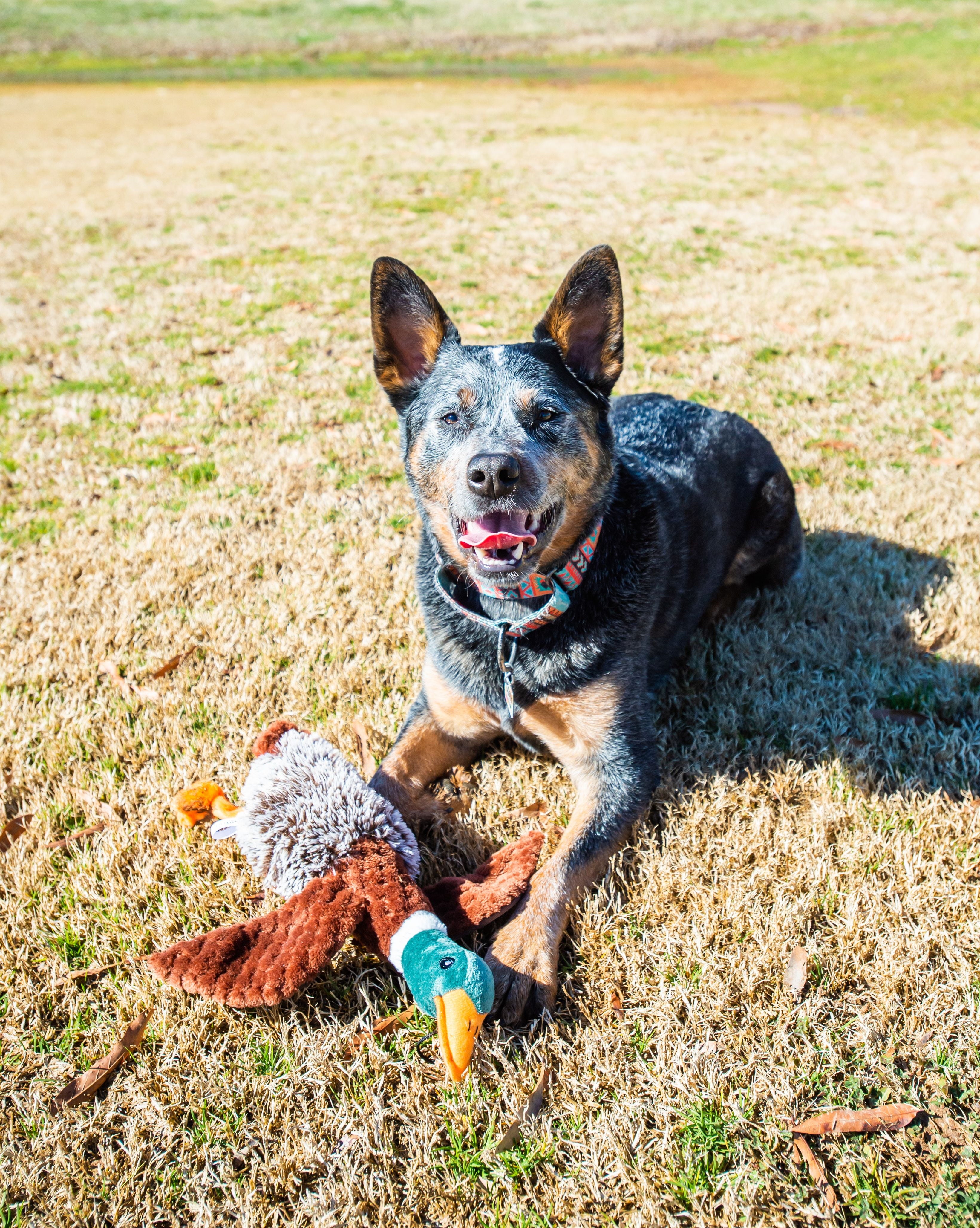 Plush Duck Dog Toy with Honker - Image 4